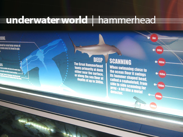 Underwater World Hammerhead
