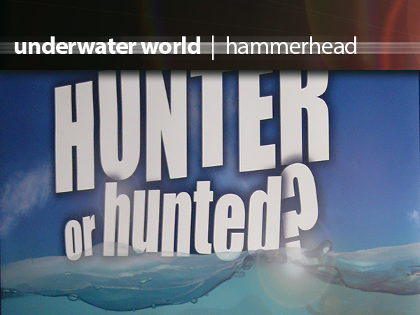 Underwater World Hammerhead