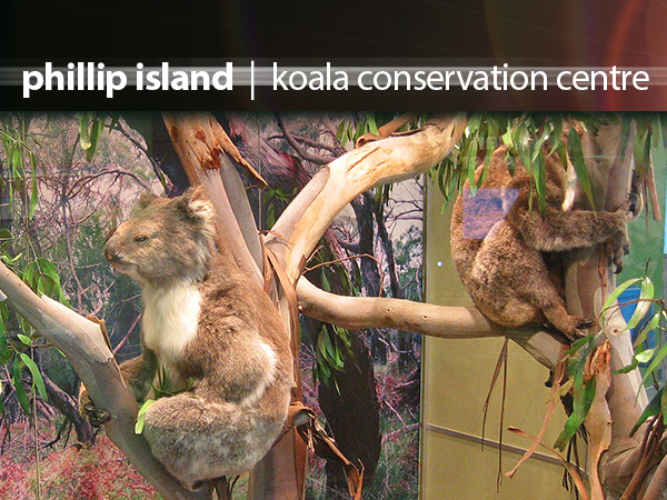 Koala Conservation Centre