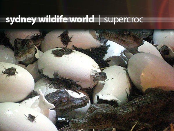 Wildlife World Supercroc